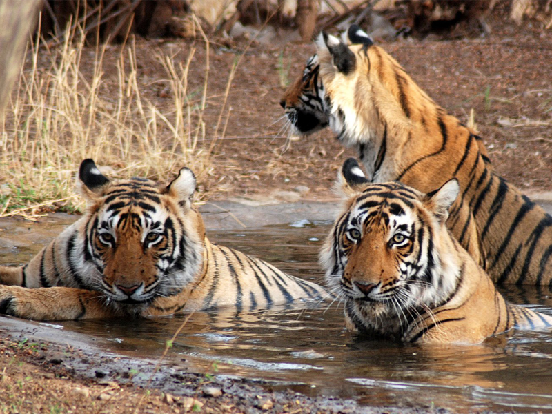 RANTHAMBORE - SAWAI MADHOPUR